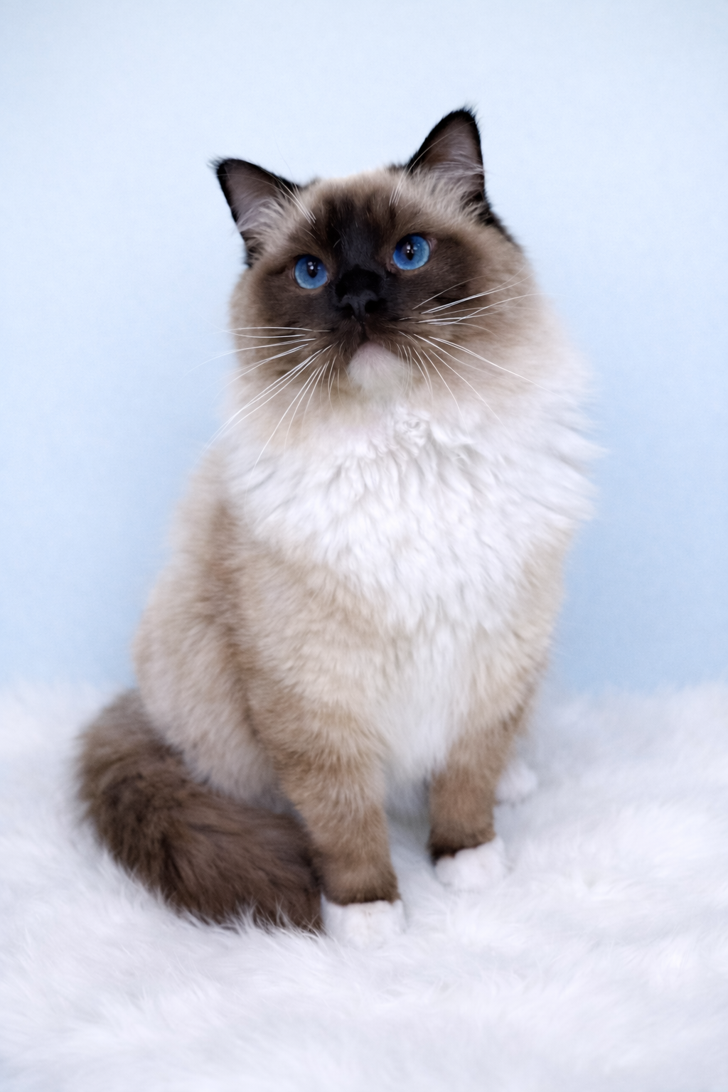 Home | Cookie's N Cream Ragdolls Cookkellie26@gmail.com 360-201-9606