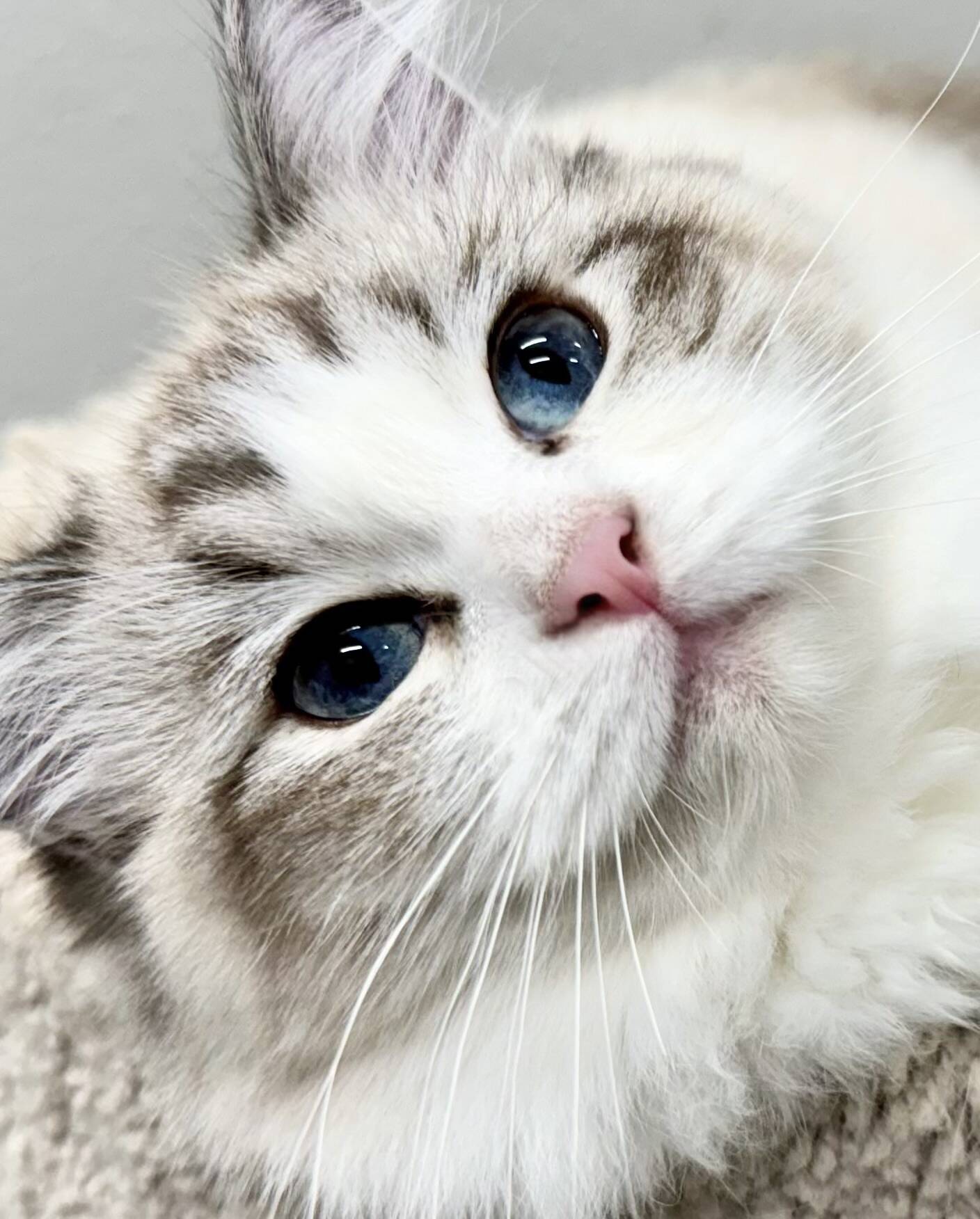 Home | Cookie's N Cream Ragdolls Cookkellie26@gmail.com 360-201-9606