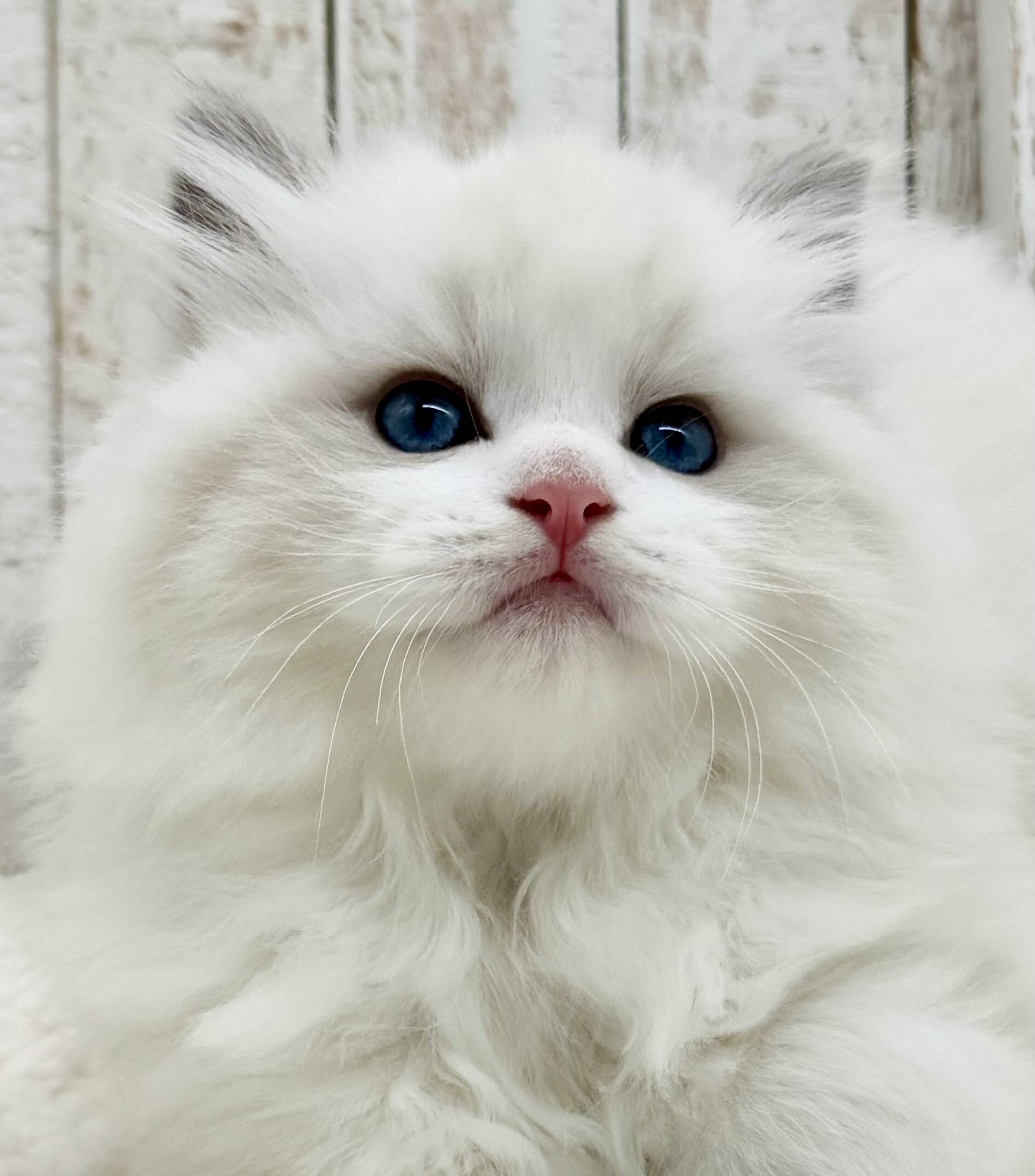 Home | Cookie's N Cream Ragdolls Cookkellie26@gmail.com 360-201-9606